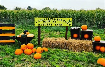 Hatters Farm Pumpkins