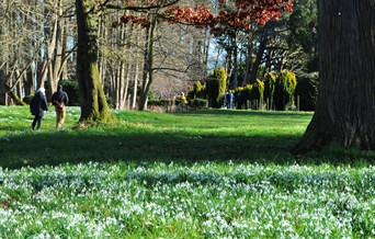 Snowdrop Open Days