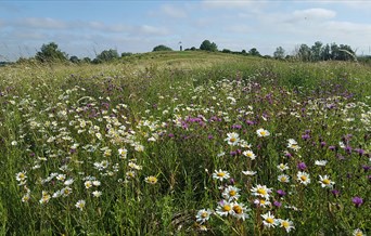 Great Notley Country Park