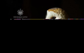 Owls by Candlelight