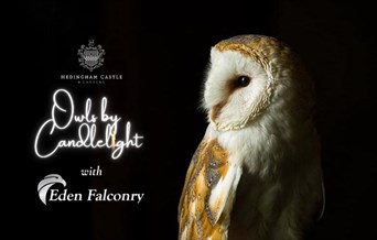 Owls by Candlelight