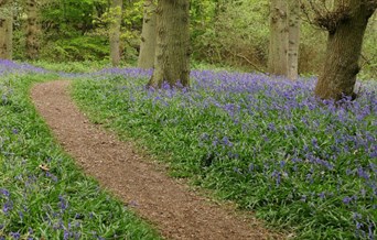 Bluebells in wood