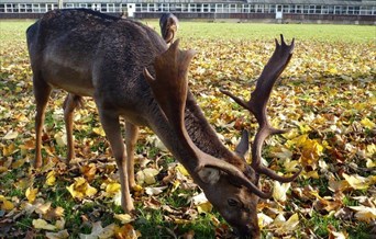 Autumn Woodland Wildlife Safari Tour