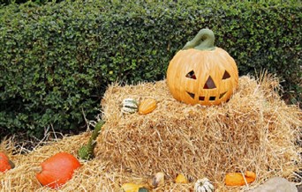 Halloween at Pets' Corner