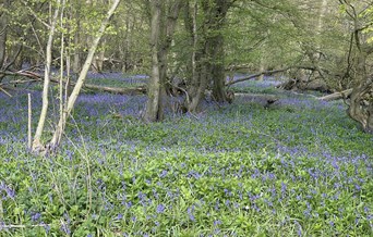 Bluebell Walk