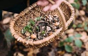 Introduction to Wild Foraging