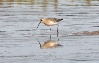 Wader ID afternoon