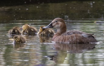 Pochard duck and tiny fluffy ducklings float on the sanctuary garden pond