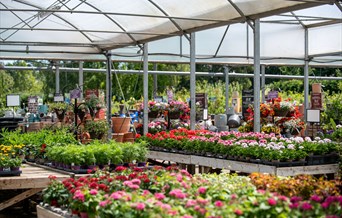 The bedding house