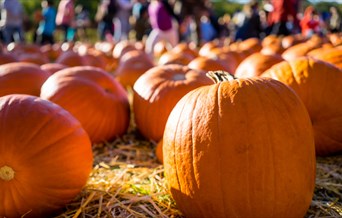 Pumpkins being picked in a field