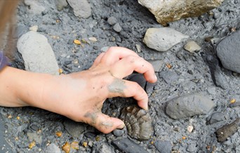 Children's hand picking a fossil out of some mud