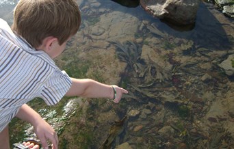 Naze Seashore Discovery