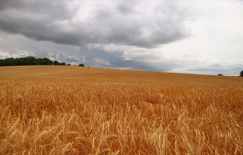 Saffron Trail Stage 1– Saffron Walden to Henham