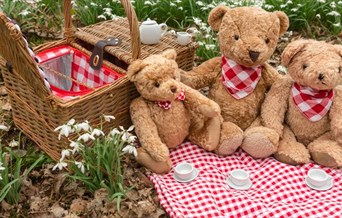 Teddy Bears Picnic Family Staycation