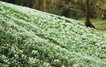 Snowdrop Walks