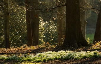 Snowdrop Walks