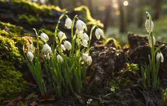 Snowdrop Walks