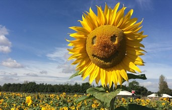 Sunflower Festival