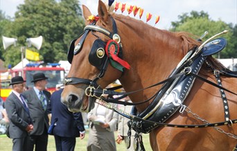 Tendring Show