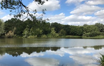 Old Hall Pond, Thorndon Country Park