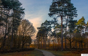 Thorndon Country Park