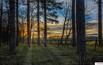 Thorndon Country Park