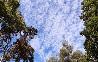 Celebrating our trees