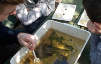 Brilliant Bugs and Pond Beasts