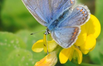 Butterfly Seekers