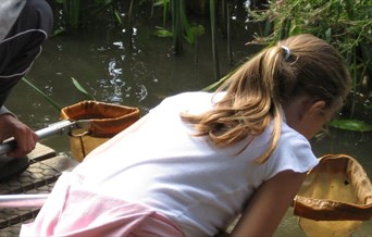 Hanningfield Pond Dipping