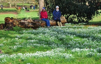 Snowdrops at Easton Lodge