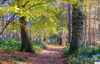 Weald Country Park