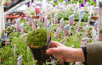 Spring Plant Fair