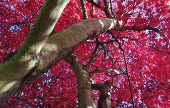 Daws Hall Autumn Colours Open Day