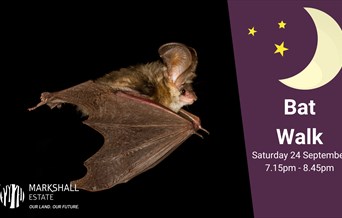 Poster for bat walk with bat flying across black sky and purple moon banner
