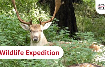 Wildlife Expedition - Children's Summer Workshop