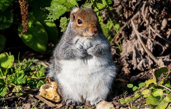 Fingringhoe's Favourite Mammals Trail