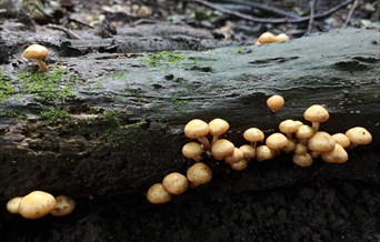 Small mushrooms pepper the surface of an old rotten log
