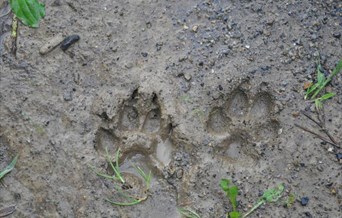Abberton Nature Detectives - Poo & Other Clues