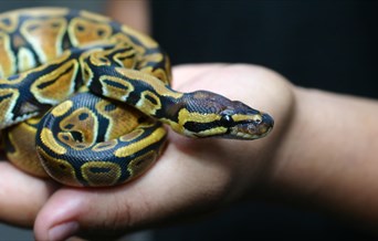 Curious Creatures Mobile Zoo