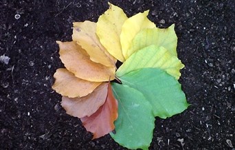 Abberton Autumn Adventure