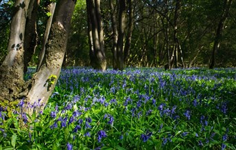 Bluebell Wood at Cammas Hall