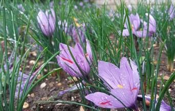 Saffron Day