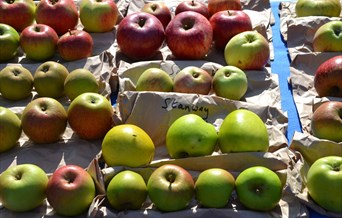 Apples and Bees Day at Easton Lodge