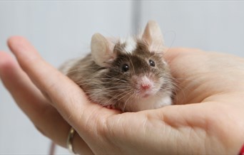 a tiny mouse sitting on a persons hand