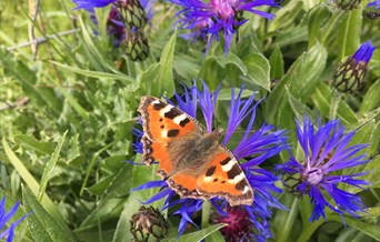 Butterfly Maldon wick meadow