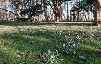 Snowdrops at Easton Lodge