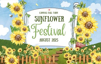 Sunflower Festival