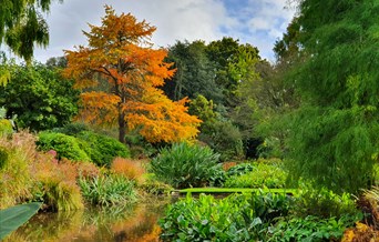 Beth Chatto Plants & Gardens Wellbeing Event