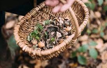 Introduction to Wild Foraging